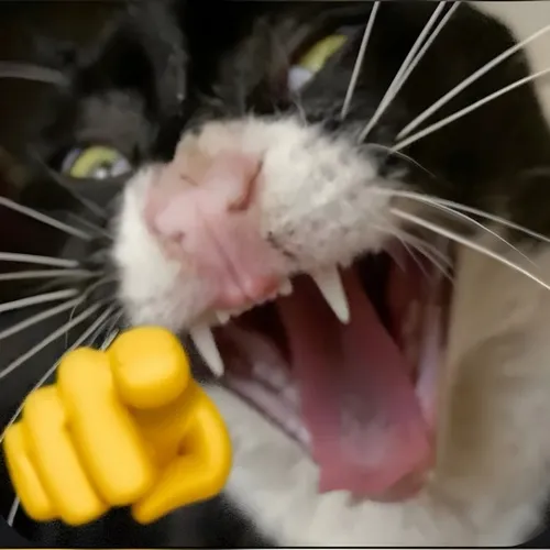 Khi bạn bắt bài ai đó và dùng ngay meme mèo cười nghịch