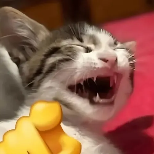 Ảnh vui bé Lì khắc họa bộ ria động khi khoái chí thấy rõ.