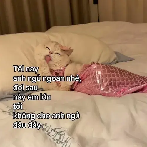 Meme mèo chúc ngủ ngon dùng lúc muốn ru bạn thân