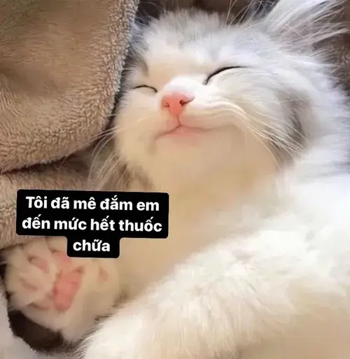 Meme hài bé cưng áp dụng bụng mèo tròn mềm