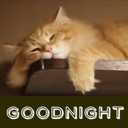 Ảnh troll mèo khai thác đôi tai mềm cực cưng