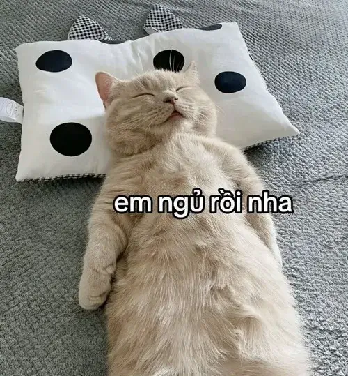 Meme mèo chúc ngủ ngon cho những tối mệt rã rời