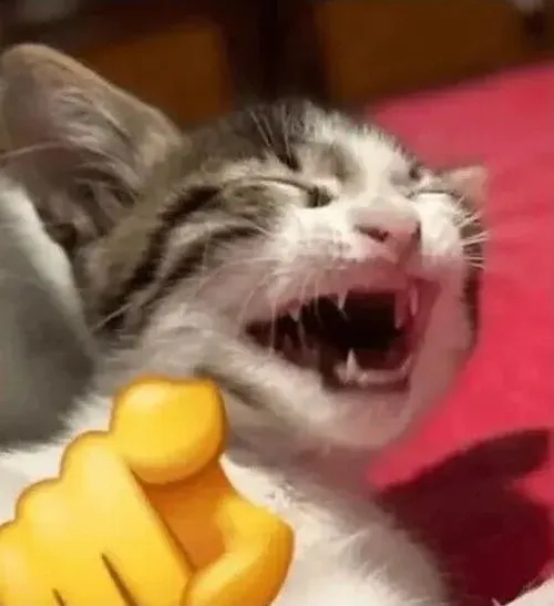 Meme hài mèo trợn nhẹ thể hiện thái độ hóm hỉnh khi trêu ai.