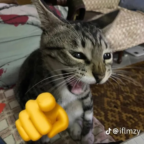 Ảnh vui mèo hí hửng gắn đuôi ve vẩy trong kiểu giơ chân trêu.