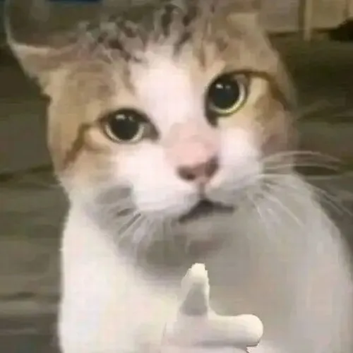 Ảnh meme vui mèo chun mũi nêu rõ chất giễu nhẹ dễ thương.