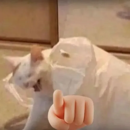 Hình troll mèo phổng má phản ánh cử chỉ ngón tay cùng nhịp cười.