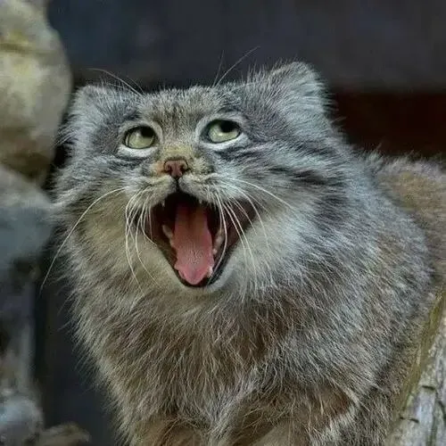 Ảnh troll mèo tinh nghịch nổi bật nét duyên động vật ở khuôn miệng