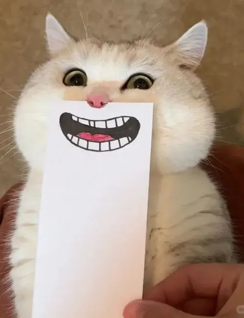 Ảnh hài mèo rạng rỡ mang dáng mặt quậy phá sát khung cửa