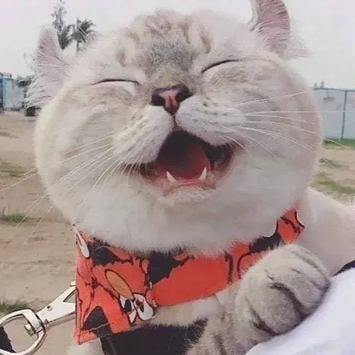 Hình vui mèo vàng sân sau hớn hở đặt đầu gần ánh sáng hắt lên