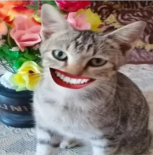 Bộ meme mèo nhe rang cười hợp cảnh troll bạn thân