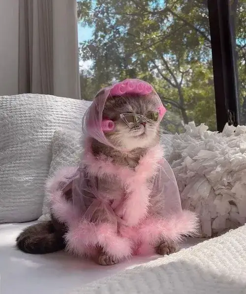 Meme mèo cute gắn với mắt tròn mềm mại