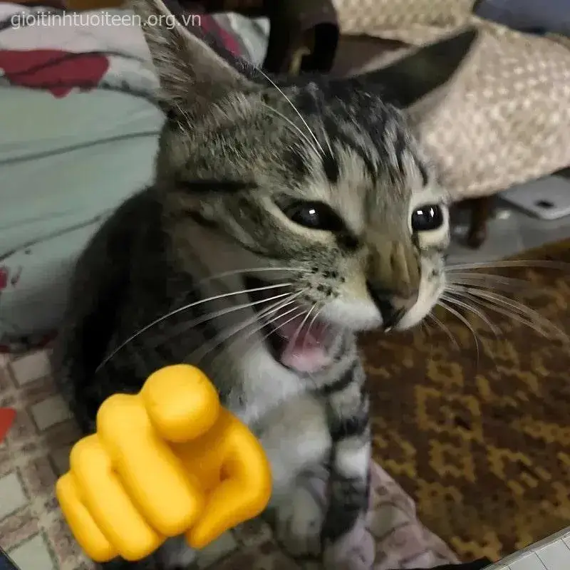 Meme mèo cute hợp tình cảnh trái tim đang mềm oặt