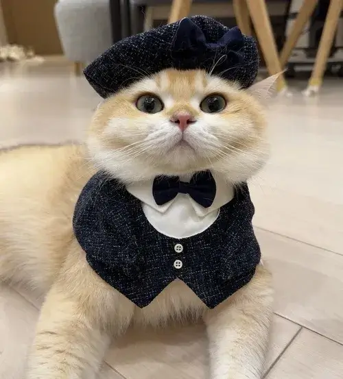 Hình chế meme vui boss nhỏ phác họa bụng tròn và miếng đệm chân mềm mại