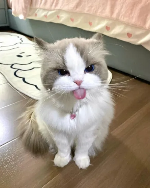 Hình meme mèo cute hòa cảnh mèo lim dim hiền lành