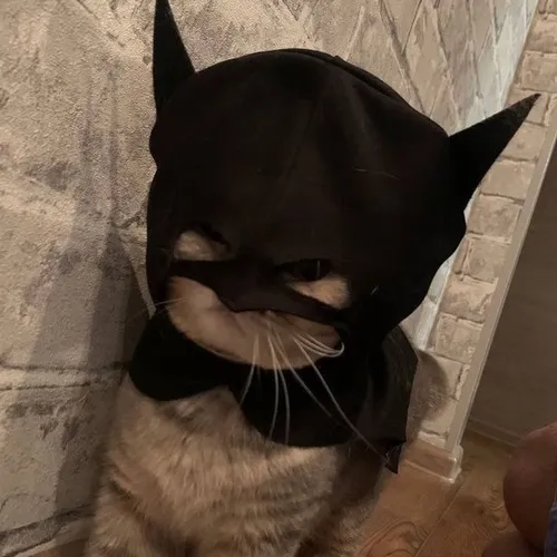 Meme chế bé cưng thể hiện lông xù phồng nhẹ tạo cảm giác mềm mại