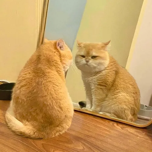 Ảnh troll miu tái hiện cách mèo ôm gối nhẹ nhàng