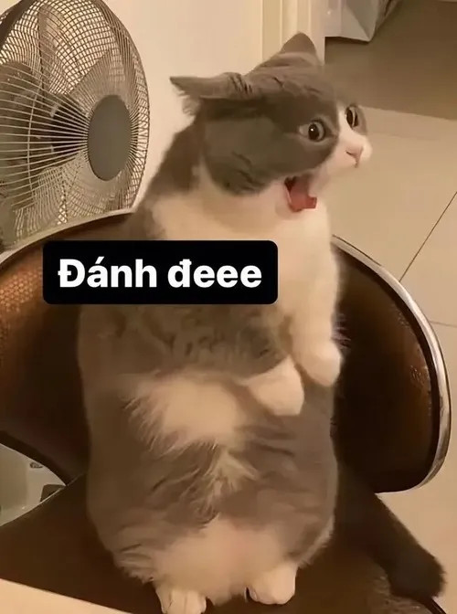 Khoảnh khắc tiểu miu cong lưng trong trận kèo khiến ai xem bật cười