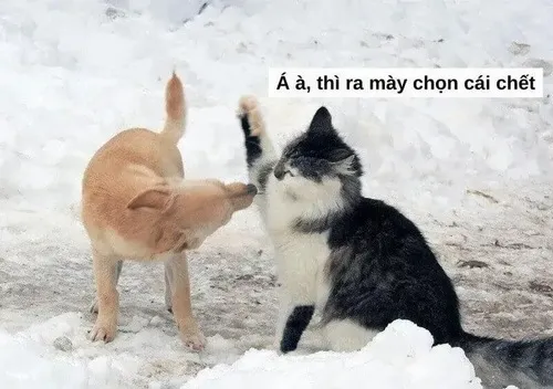 Meme chế mèo cong lưng phồng lông cạnh góc bếp khơi dậy tinh thần ganh đua