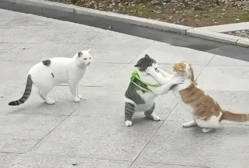 Hình meme hài mèo nảy người tạo pha chuyển động sống động trong xóm trọ