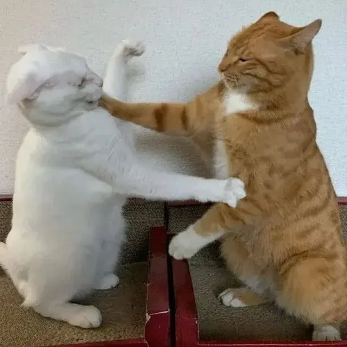 Meme mèo lượn vòng giữa sân thềm tạo pha combat hài