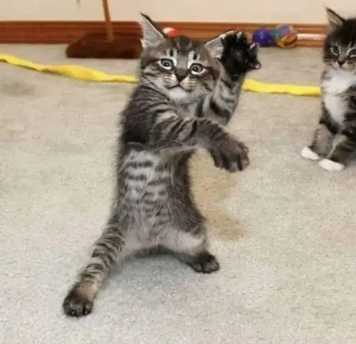 Hình chế meme vui mèo dựng tai trước đối thủ làm tình huống rực lửa