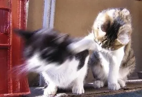 Hình troll tiểu miu dựng lông gáy giữa bãi cỏ làm nổi bật độ căng