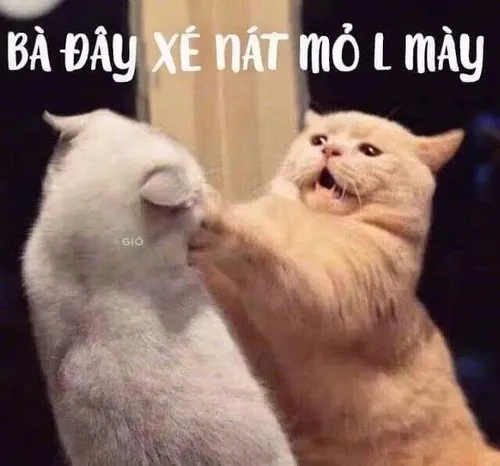 Ảnh meme vui mèo dựng tai và cong lưng trên mái hiên khắc họa rõ thế thủ