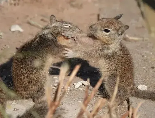 Meme chế mèo phồng người giữa bãi cỏ gợi cảnh tranh kèo đầy kịch tính