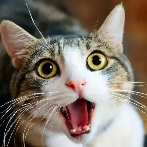 Ảnh troll mèo nhỏ trợn mắt biểu lộ sắc thái cực đại