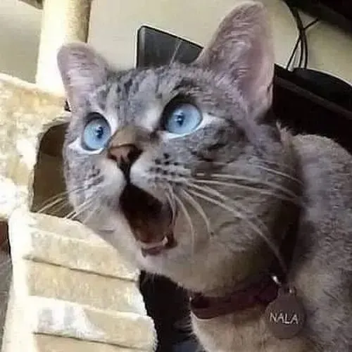 Mèo há mồm trợn mắt như vừa nghe bí mật động trời.