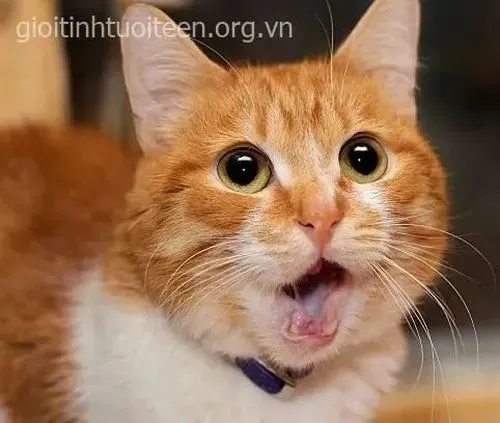 Mèo miệng mở to kiểu thấy món đồ rơi vỡ ngay trước mặt.