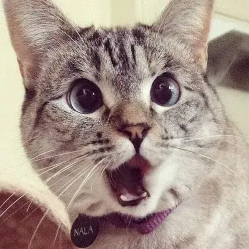 Mèo há mồm phản ứng cực mạnh làm dân mạng bật cười