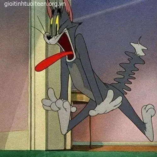 Meme hài mèo cảnh há hốc miệng với ánh nhìn rối loạn