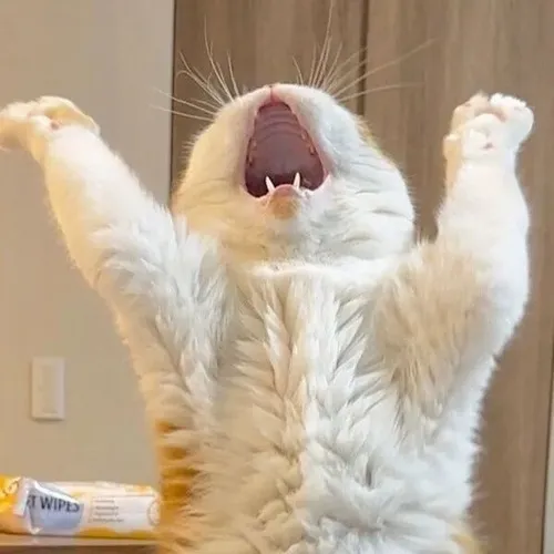 Ảnh chế mèo rã lực nhấn hơi thở dài biểu lộ mệt