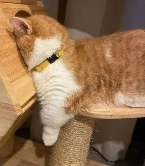 Ảnh vui mèo rã lực bật cảm giác mờ mịt khi bé nằm im