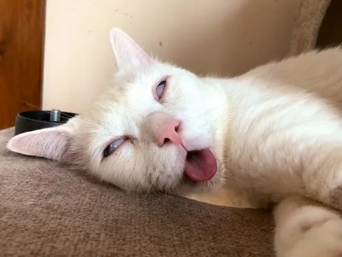 Meme mèo mệt mỏi khi bạn đuối tinh thần toàn tập