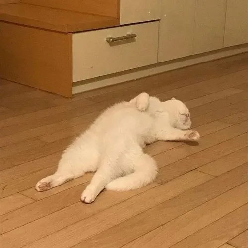 Meme hài mèo phờ phạc gợi cái nhìn mông lung vô định