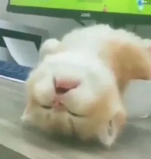 Meme mèo mệt mỏi dùng khi đầu óc rệu rã