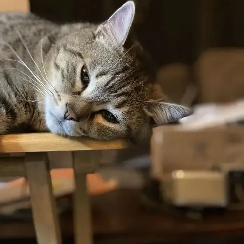 Hình troll mèo rã lực liên kết gương mặt lờ đờ thiếu sức