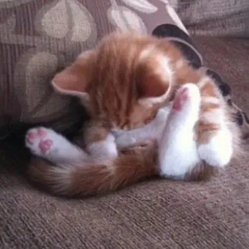 Ảnh chế mèo rã lực gợi hình ảnh gấu lười tương tự