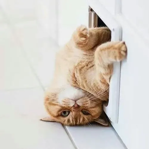 Meme chế mèo mơ màng mô tả ánh mắt mông lung thiếu tập trung