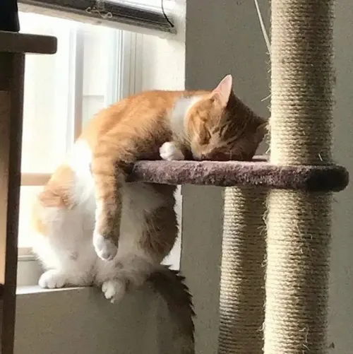 Hình hài mèo mệt cho thấy ánh mắt rã rời thiếu sức