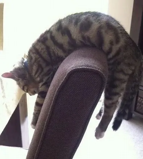 Hình troll mèo mệt phô đôi chân mềm thả xuống thảm