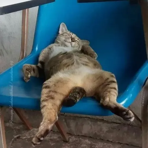 55 Meme Mèo Mệt Mỏi phù hợp lúc bạn không còn năng lượng chỉ muốn nằm dài