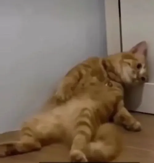 Hình chế meme vui mèo nặng trĩu gợi thân hình dẹt sát mặt bàn