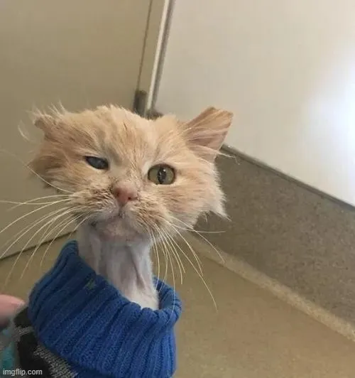 Ảnh vui mèo mệt mỏi nêu nét hiền dịu nhưng phờ phạc