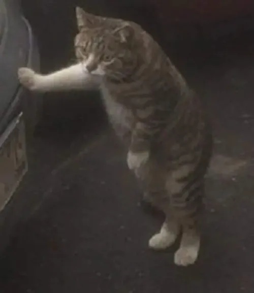 Ảnh troll mèo rủ rượi nêu gương mặt nhắm hờ thiếu năng lượng