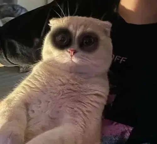 Hình troll mèo mệt diễn thân hình nhỏ bé nằm co lại