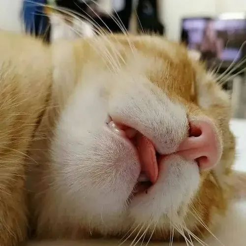 Hình chế meme vui mèo đuối mô tả chân mềm rũ không nâng nổi