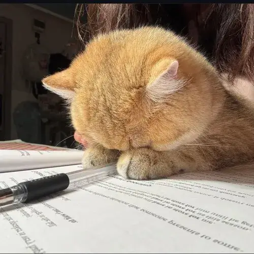 Meme vô tri liên hệ trò troll trong pha lố